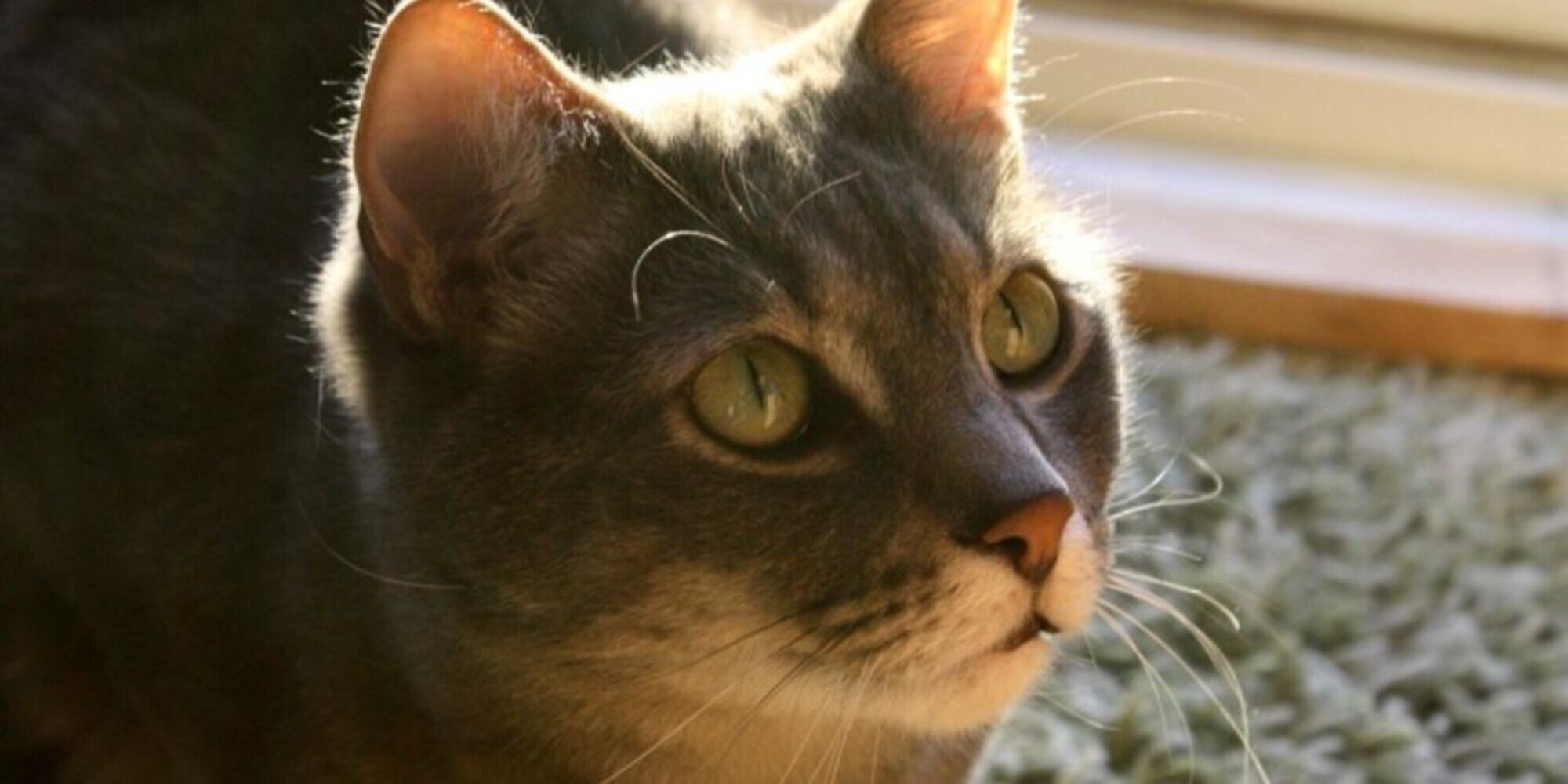 Covid, cani e gatti contagiati dai loro padroni
