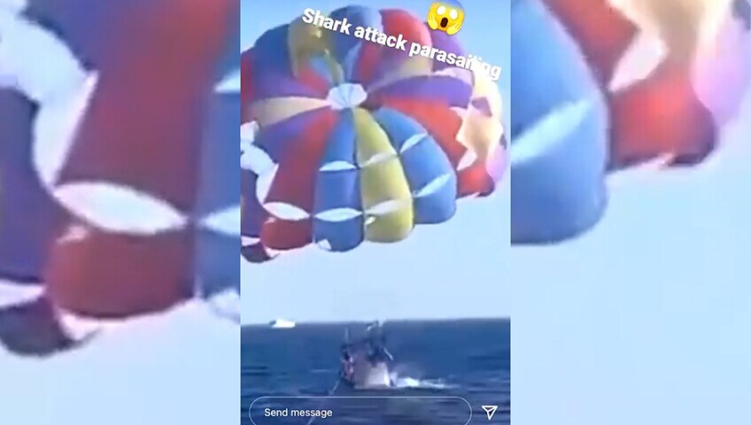 Mar Rosso, lo squalo gigante morde il piede di un uomo: il video è terrificante