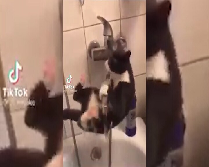 I gatti non amano l’acqua ma questo micio è dolcissimo quando prova a bere