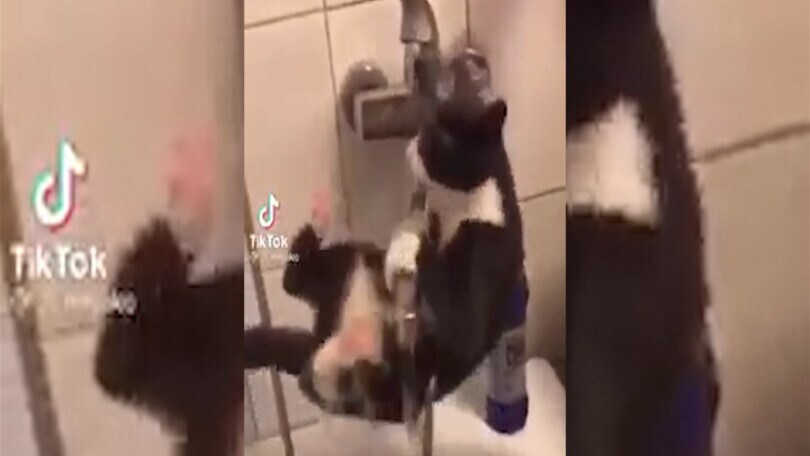 I gatti non amano l’acqua ma questo micio è dolcissimo quando prova a bere