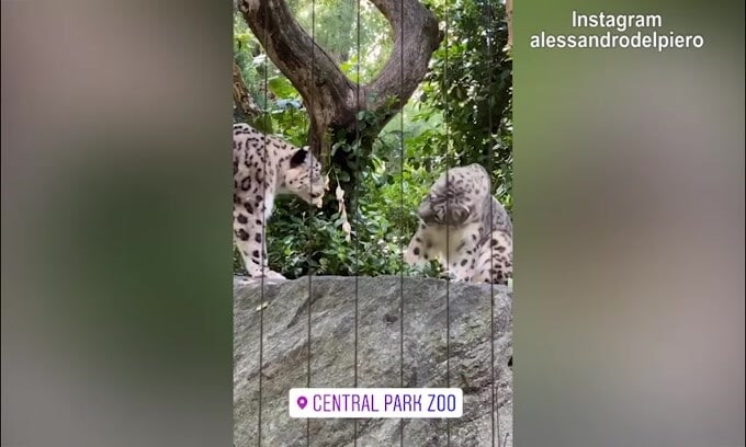 Del Piero allo zoo, occhio ai leopardi