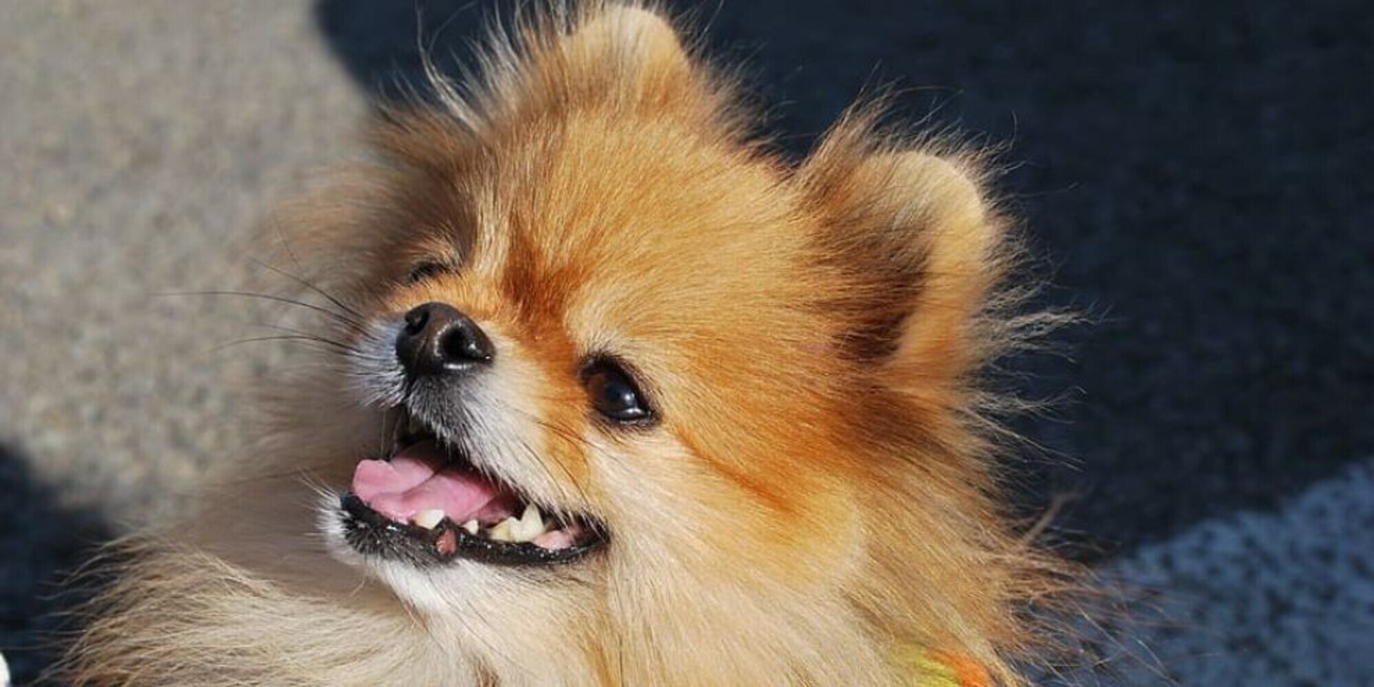 Come proteggere i cani dal caldo: i consigli più utili