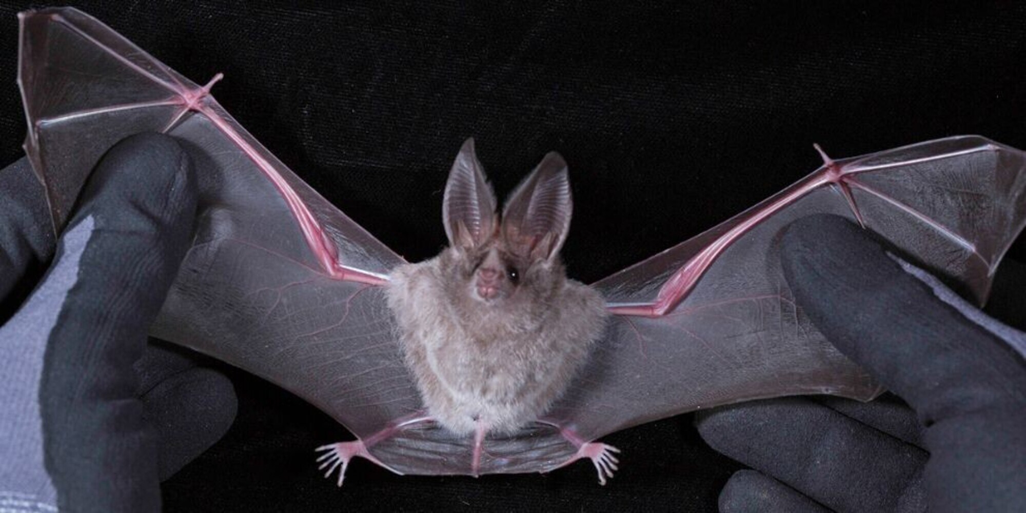 Regno Unito: trovato un nuovo Coronavirus nei pipistrelli inglesi