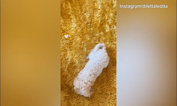 Diletta Leotta, grandi feste dal cane!