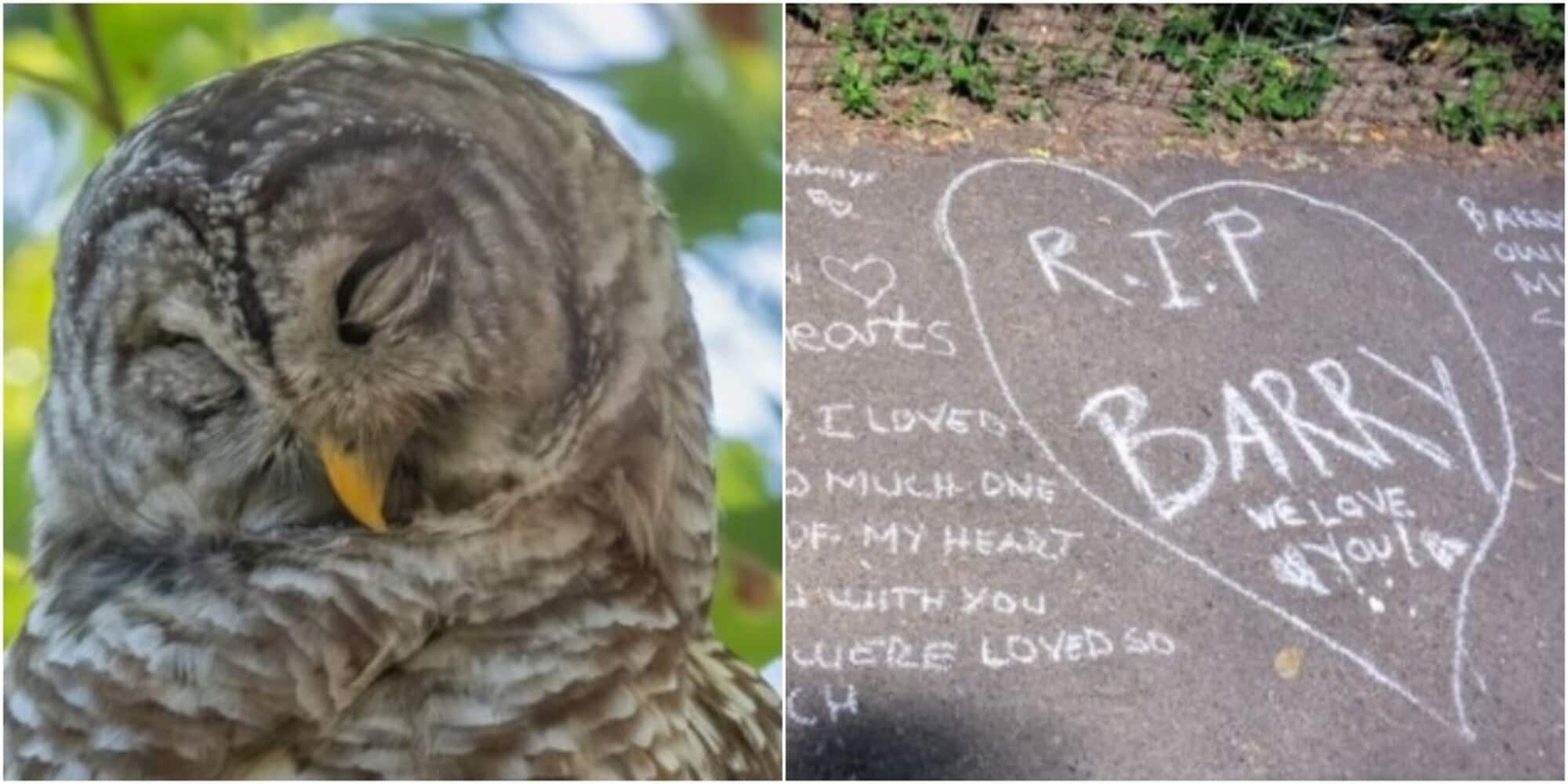 E' morto Barry, storico gufo di Central Park