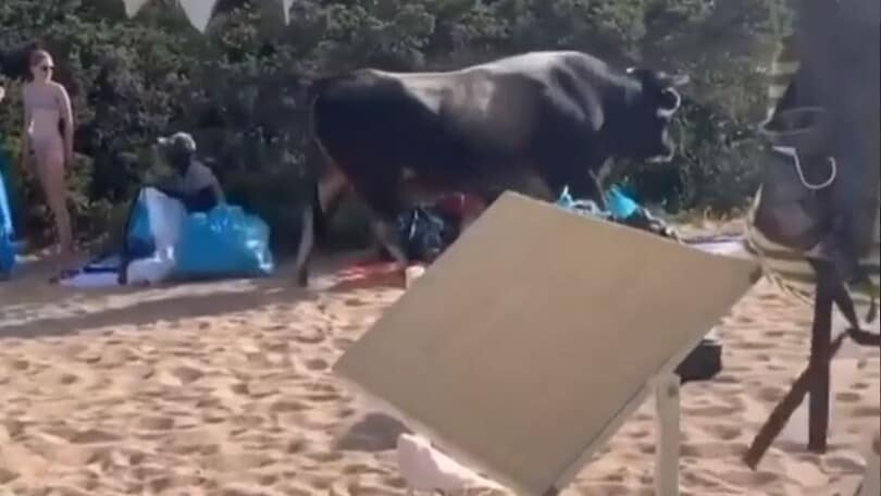 Toro carica uomo in spiaggia, panico in Sardegna!