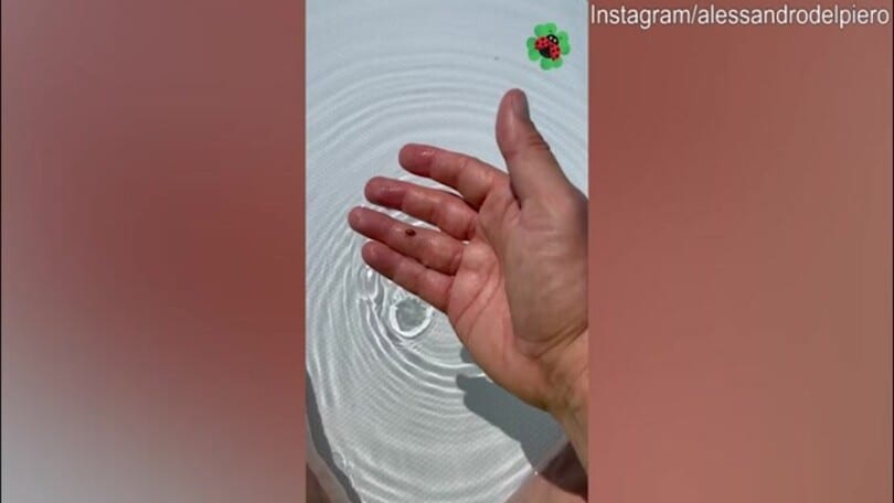 Del Piero, dall'acqua spunta una..coccinella