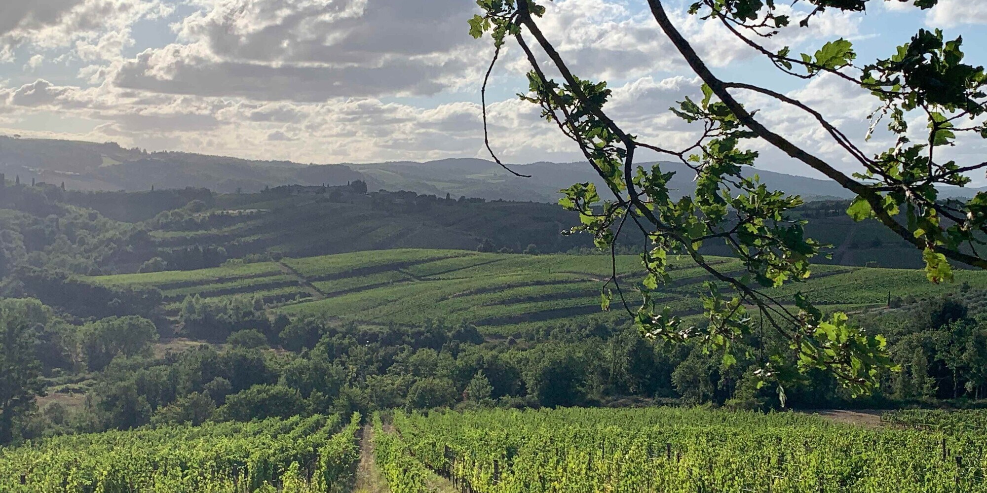 14^ EcoMaratona del Chianti Classico, tutti nuovi e da paradiso i percorsi. Si corre il 17 ottobre