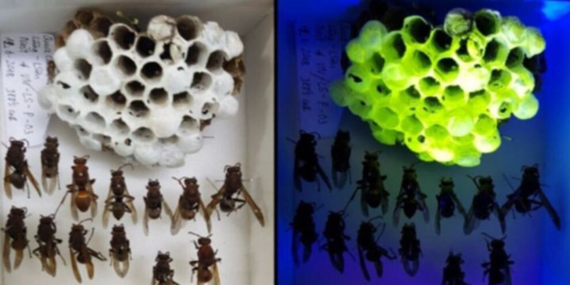 Vietnam, il mistero degli alveari verdi fosforescenti