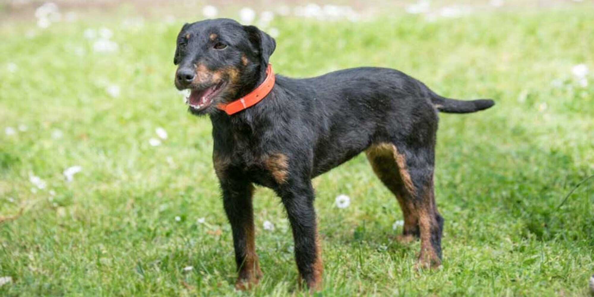Pablo, cane coraggioso: 380 km per tornare a casa
