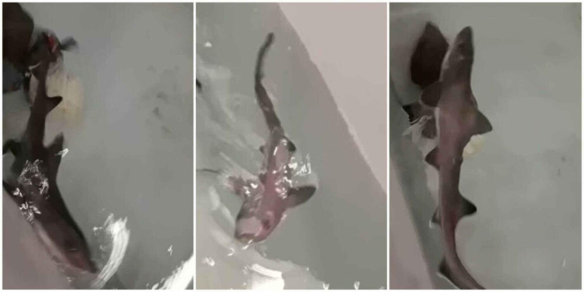 Il 'mistero' di Isperia, lo squalo palombo nato in una vasca con due femmine
