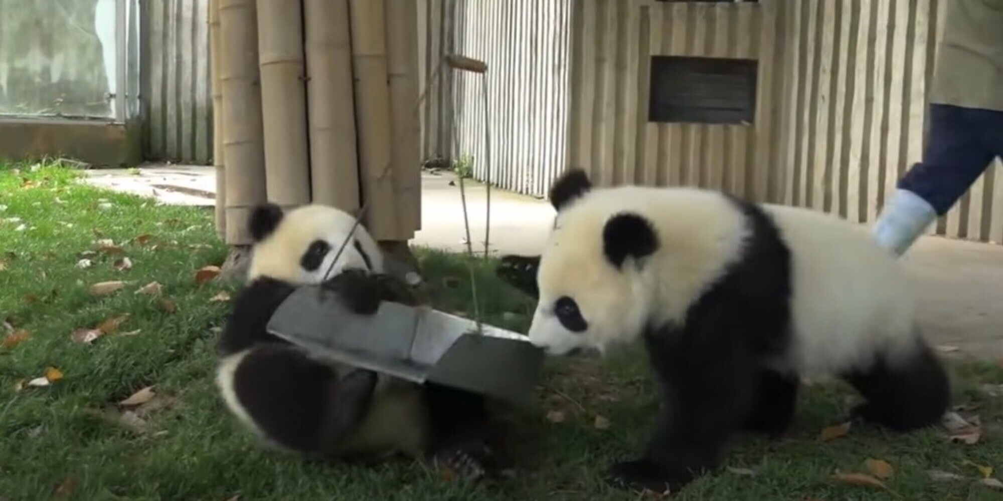 Incredibile a Madrid: nati due cuccioli di panda gigante