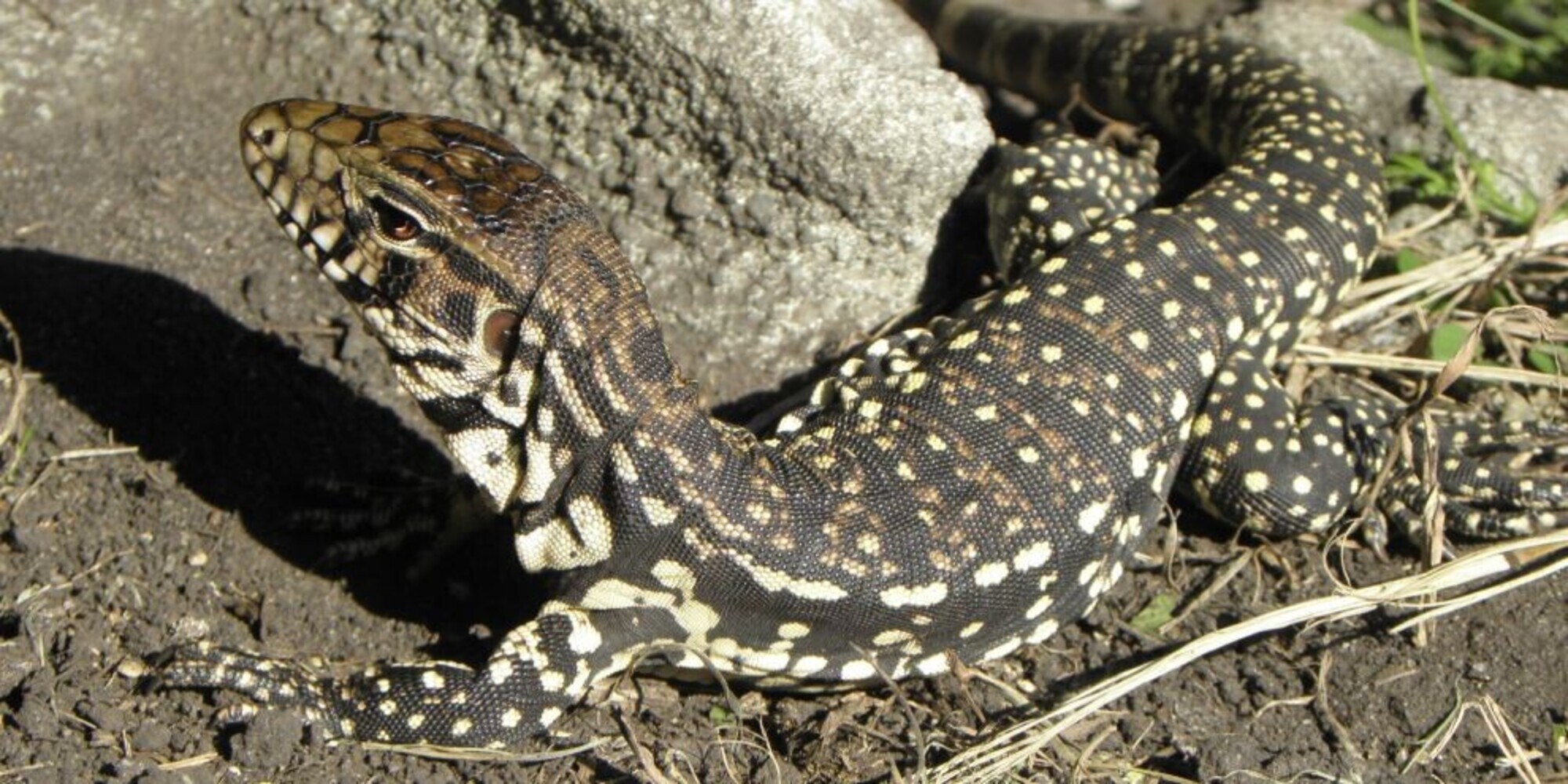 Grosseto, decine di animali protetti in casa: due donne denunciate