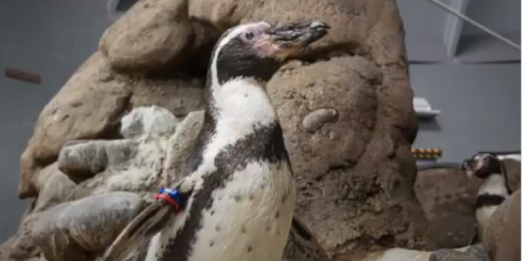 Usa: morto a 31 anni Mochica, uno dei pinguini più vecchi al mondo