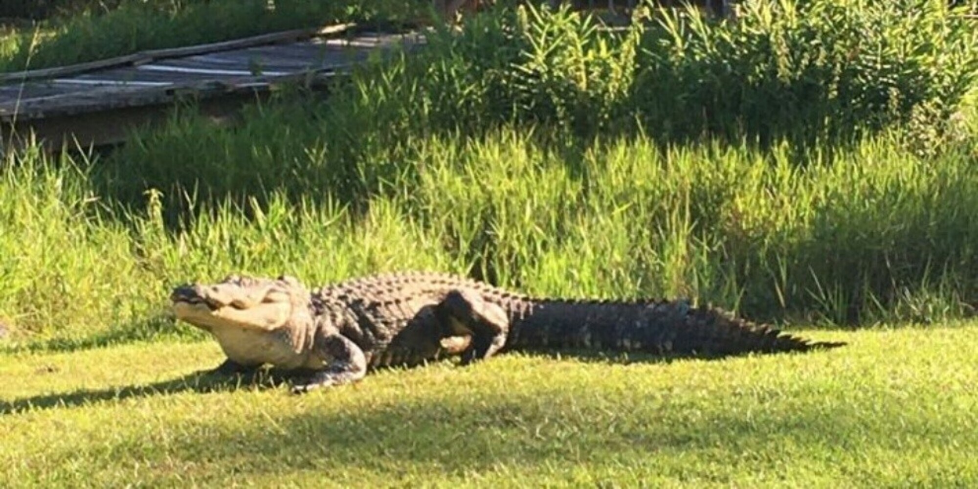 È morto Okefenokee Joe, l'alligatore più famoso del mondo