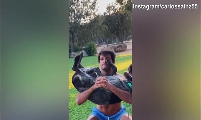 Ferrari, Sainz solleva...il cane!
