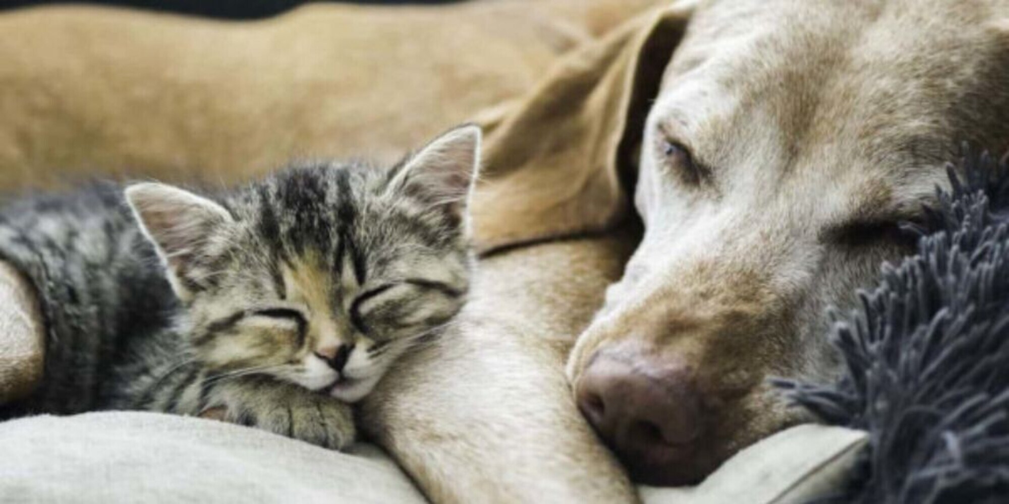 Il gatto o il cane muore? Due giorni di ferie pagate: arriva la proposta
