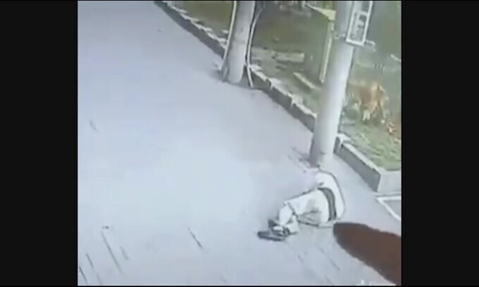 Gatto kamikaze cade in testa a un uomo: ma all’improvviso ecco il “cane con gli stivali”