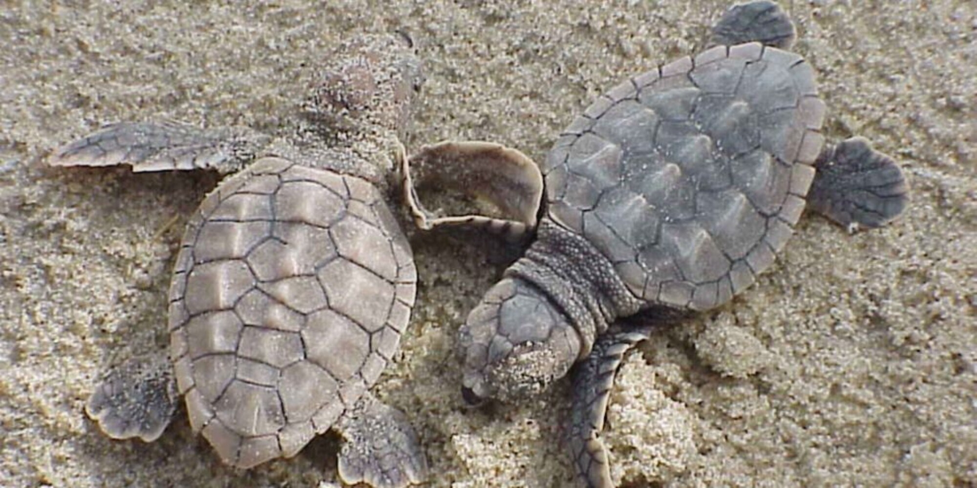Isola d'Elba: nate altre tre tartarughe Caretta caretta