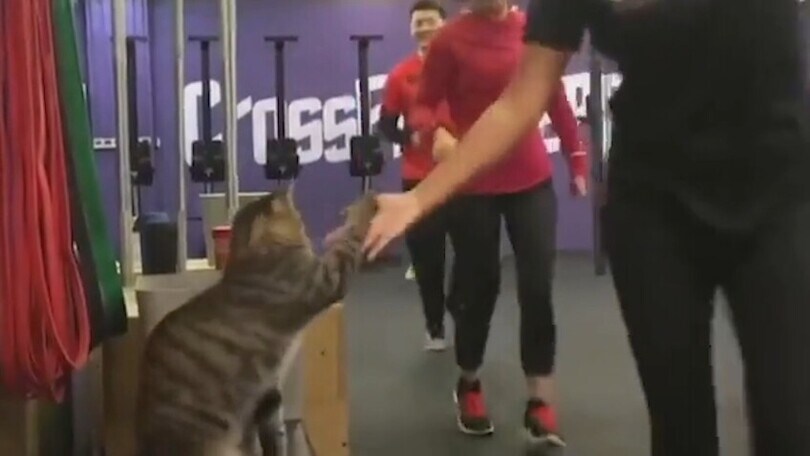 Gattino super personal trainer: motiva tutti in palestra e dà il cinque con la zampa