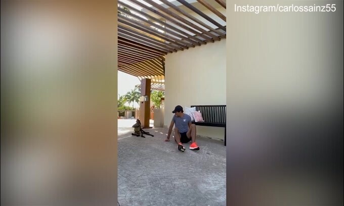 Sainz gioca in mezzo alle scimmie