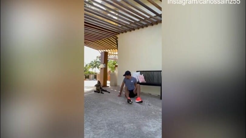 Sainz gioca in mezzo alle scimmie