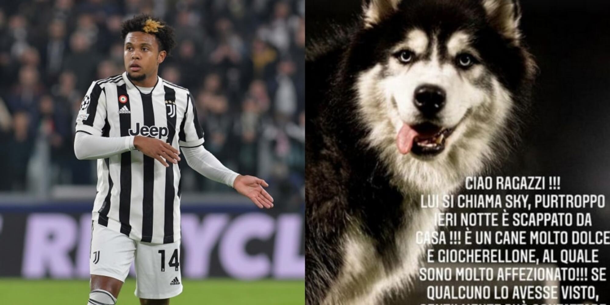 McKennie, l'appello social per il cane che commuove