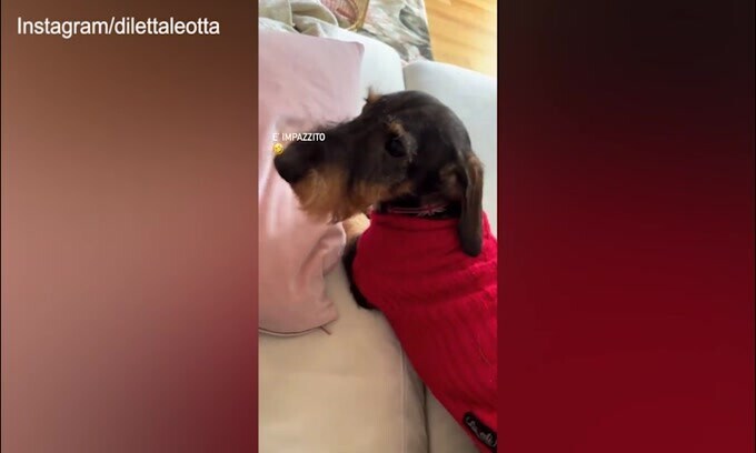Il cane impazzisce, Diletta prova a fermarlo: impresa fallita!