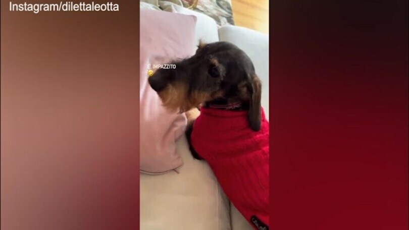 Il cane impazzisce, Diletta prova a fermarlo: impresa fallita!