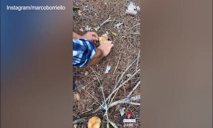 Per Marco Borriello una buona raccolta di...funghi
