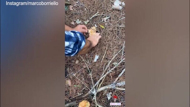 Per Marco Borriello una buona raccolta di...funghi