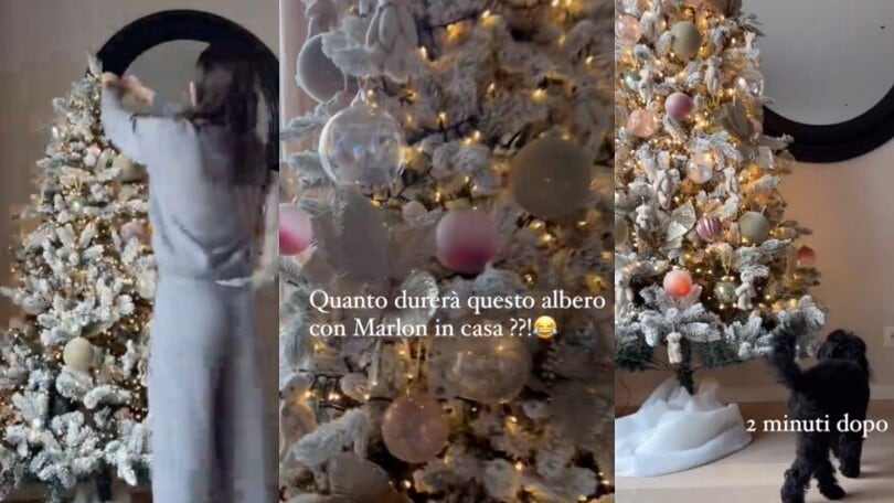 Lady Chiesa addobba l'albero di Natale. E il cane...