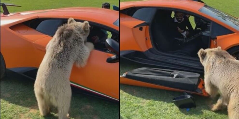 Orso distrugge la portiera della Lamborghini: ma lo sceicco se la ride!