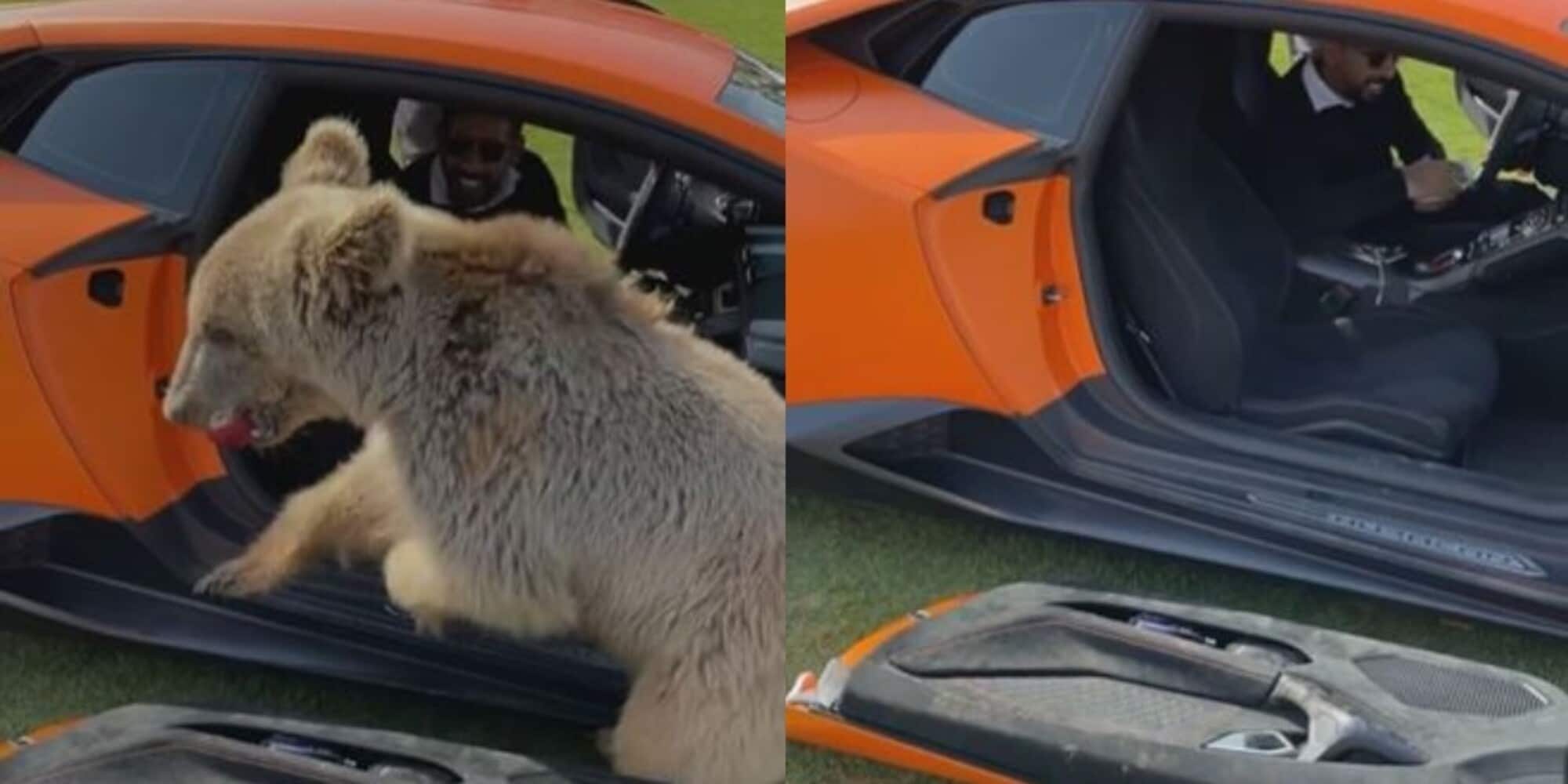 Orso stacca la portiera della Lamborghini da 300mila euro: ma lo sceicco se la ride!