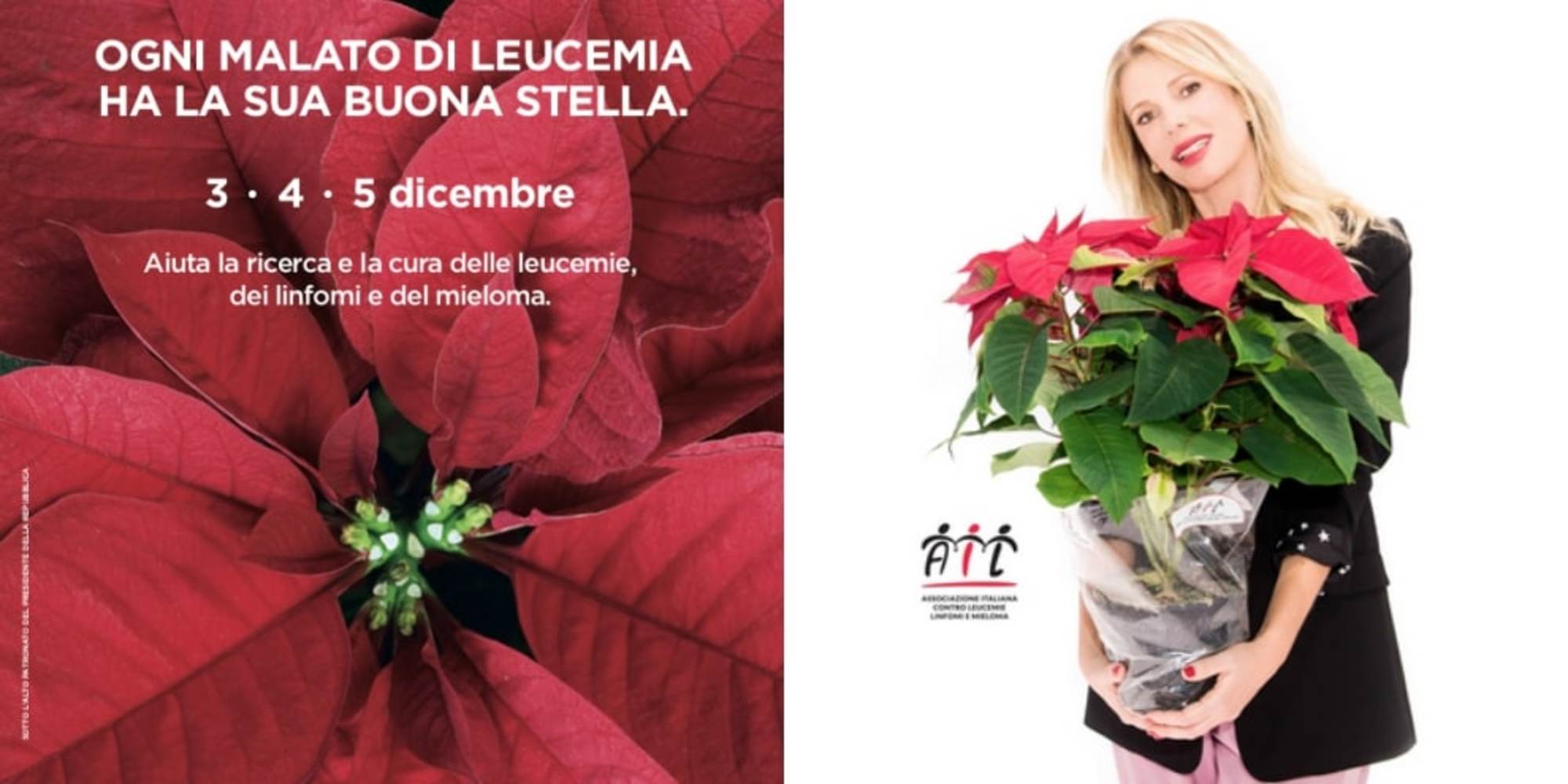 Stelle di Natale AIL, dal 3 al 5 dicembre nelle piazze italiane