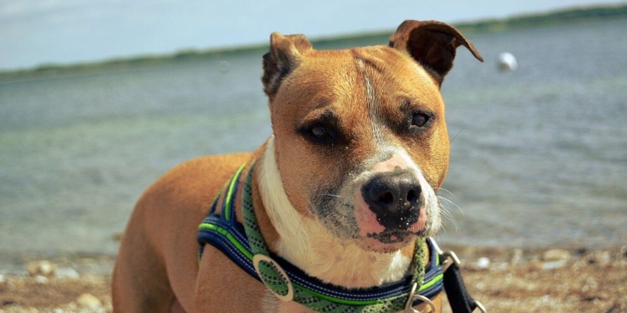 Ravenna: spara a un cane dopo un'aggressione, poliziotto indagato