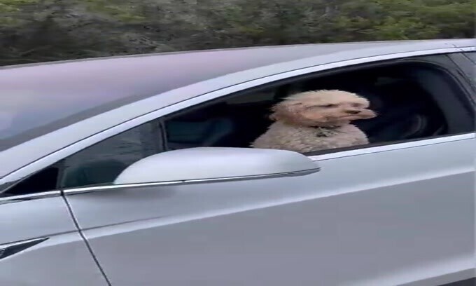 Aiuto! C'è un un cane al volante della Tesla