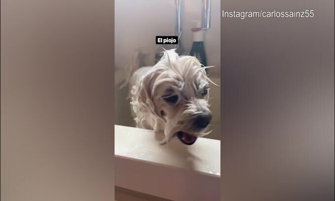 Carlos Sainz, ma che fai al cane?