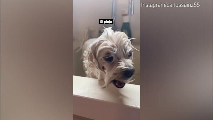 Carlos Sainz, ma che fai al cane?