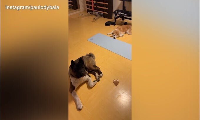 Dybala, prima la cyclette e poi l'affetto dei cani