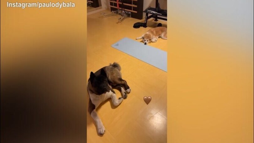 Dybala, prima la cyclette e poi l'affetto dei cani