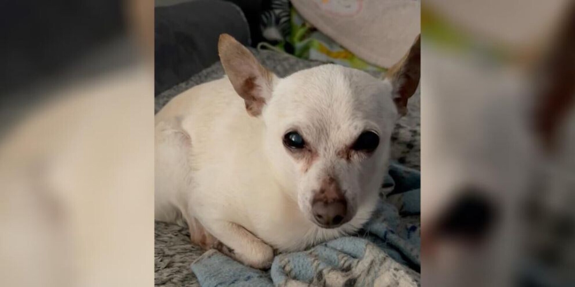 Il cane più vecchio del mondo è un chihuahua e vive in Florida