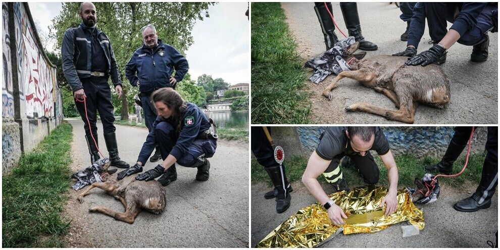 Capriolo salvato a Torino: era in difficoltà nel fiume Po