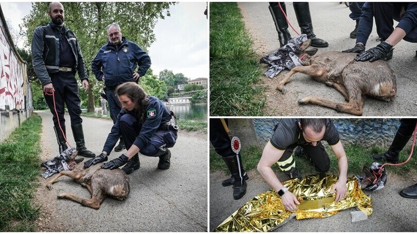 Capriolo salvato a Torino: era in difficoltà nel fiume Po