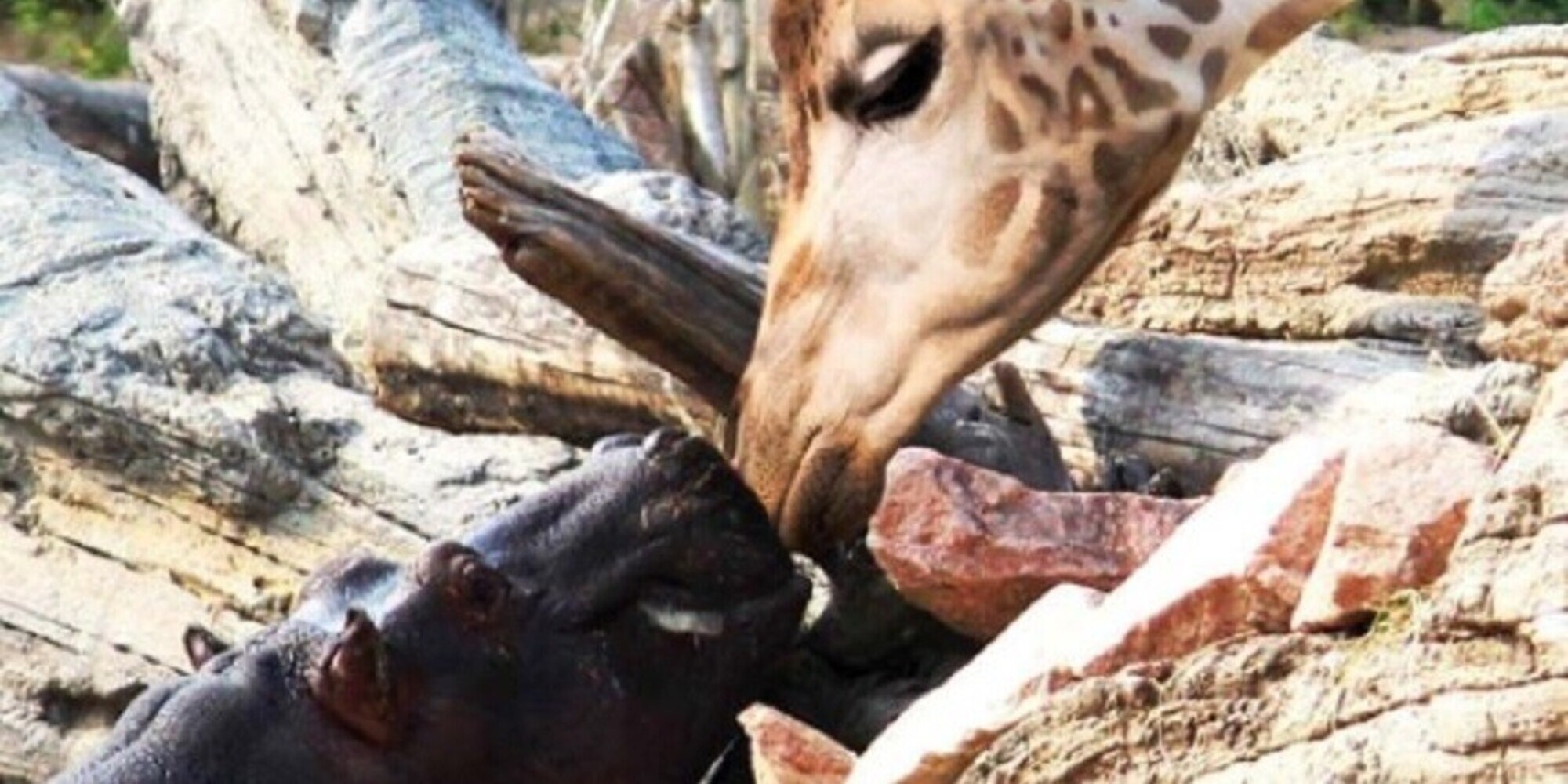 Nasce Fondazione Zoom: a sostegno della biodiversità