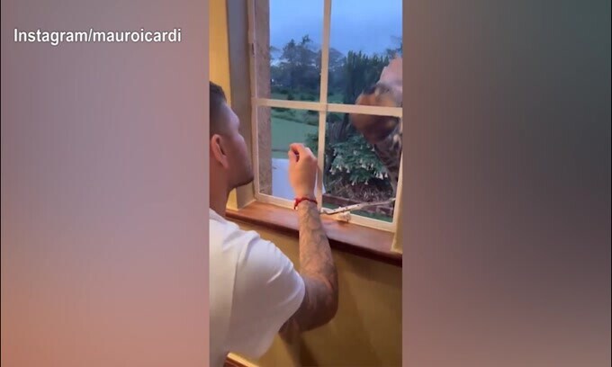 Mauro Icardi in vacanza "sfama" una giraffa