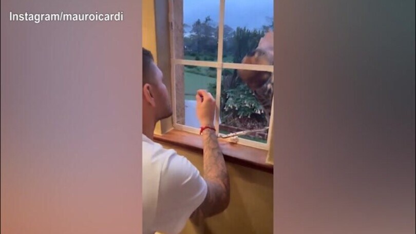 Mauro Icardi in vacanza "sfama" una giraffa