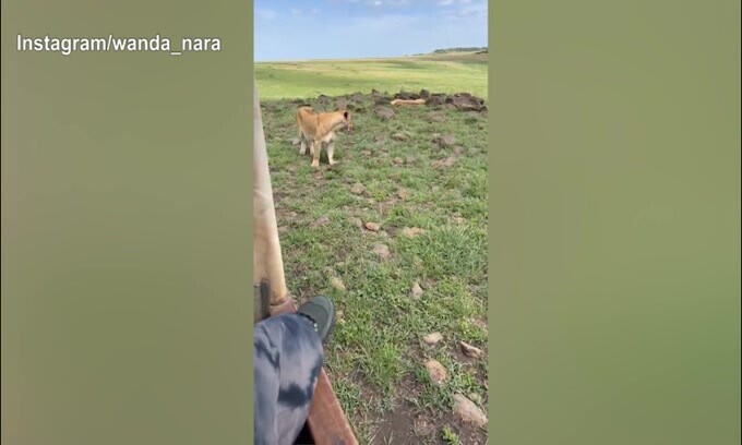 Wanda e Icardi, prosegue il safari: dalla tigre all'ippopotamo, quanti incontri!