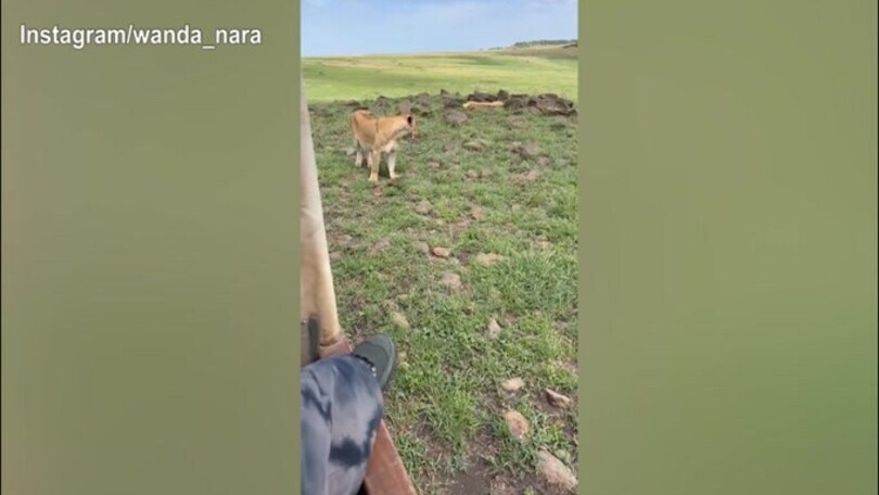 Wanda e Icardi, prosegue il safari: dalla tigre all'ippopotamo, quanti incontri!