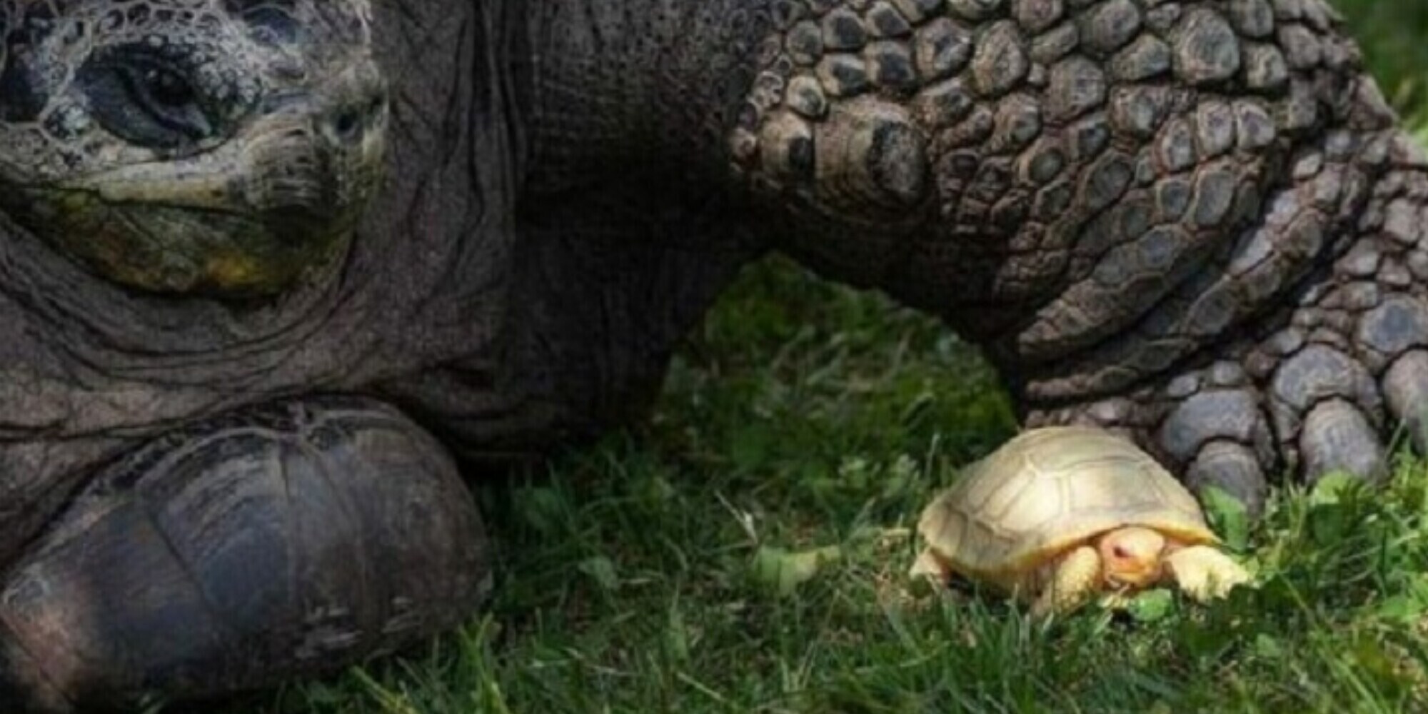 Tartaruga gigante albina nata in cattività in Svizzera: "Prima volta al mondo"
